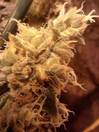 Do I Use Nutrients Everytime I Water ?