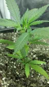 newbie-with-a-green-thumb-2.jpg