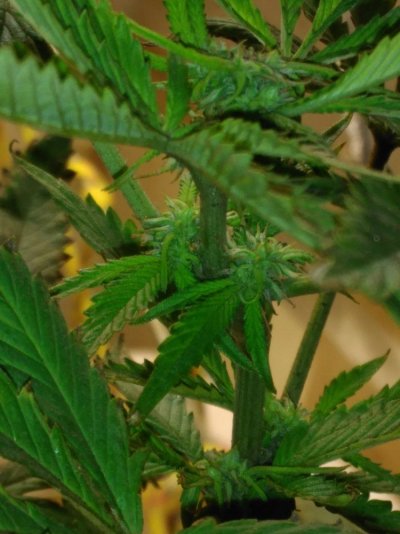 10 Unknown From Seed