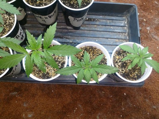 Indoor Seed Crackin' 2018