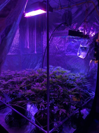 coco-grow-11.jpeg