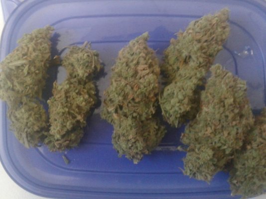 White Rhino And Cheese