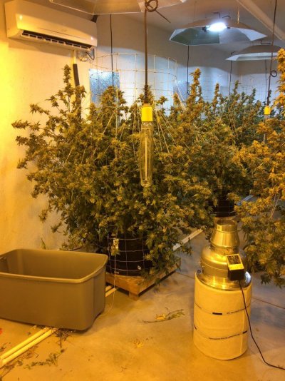 Getto Trees 3