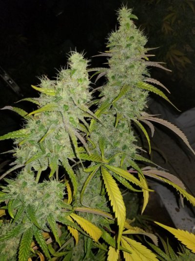 Fruity Pebbles Og / Med-man Bed Grow