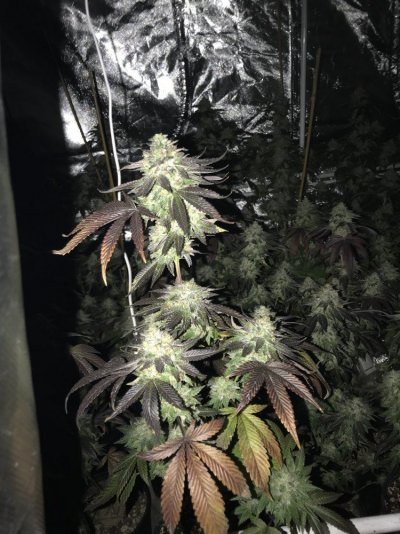 Lemon Lindsey Og