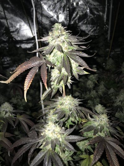 Lemon Lindsey Og