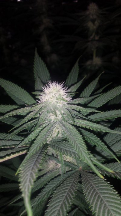 second-run-of-dr-seeds-gsc.jpg