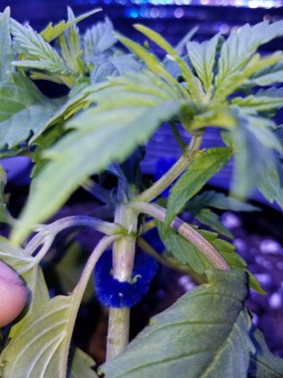 Preflowering maybe - Lucy - Copy.jpg