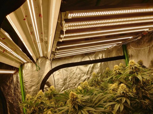Led Growers Unite...  What Fixture Do You Use?