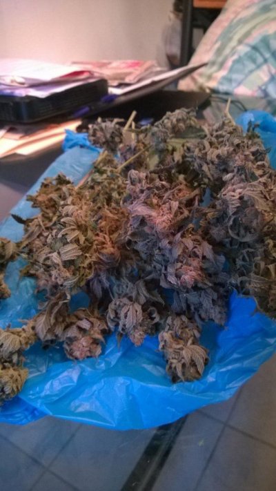 CSI Humboldt - Growers Picture Thread - Veg Or Flow, We Love' Em All!
