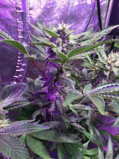 Cmh 315, Rdwc And Some Bloomers