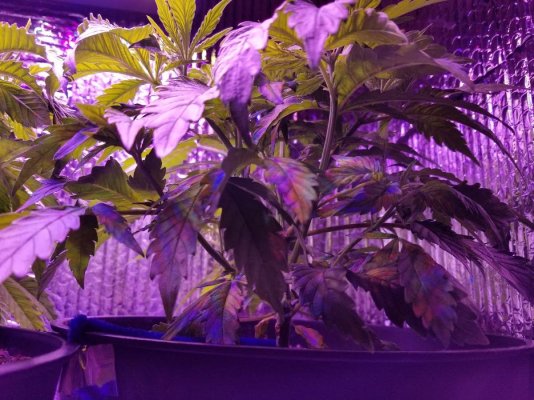 Zoe Flower Day 5 Pre Lollipop stem - Copy.jpg
