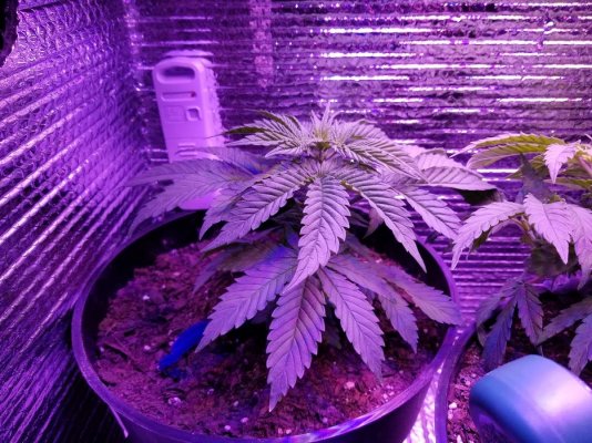 Shirley Flower Day 5 Pre Lollipop top - Copy.jpg