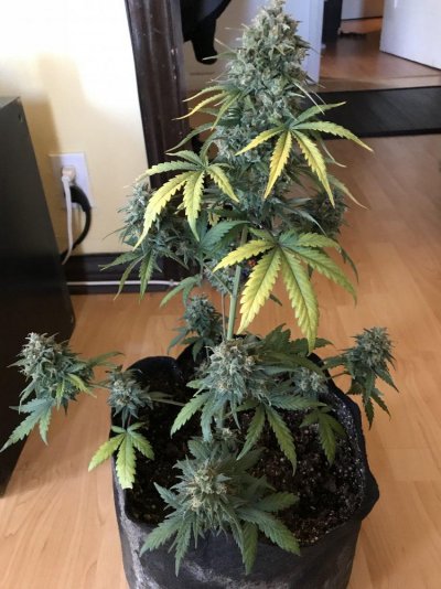 Chubs Nug Farm - 2nd Grow