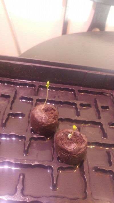 New To The Forums Gorilla Glue And G13 Grow