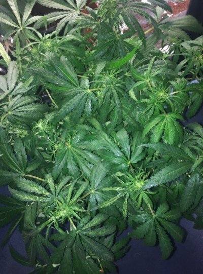 cannnnn.jpg