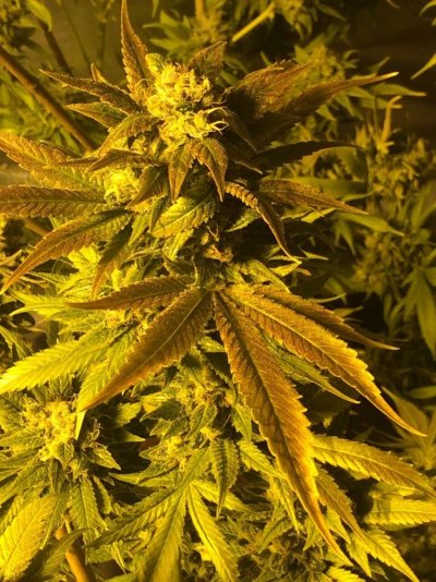 skywalker-og-67-days.jpeg