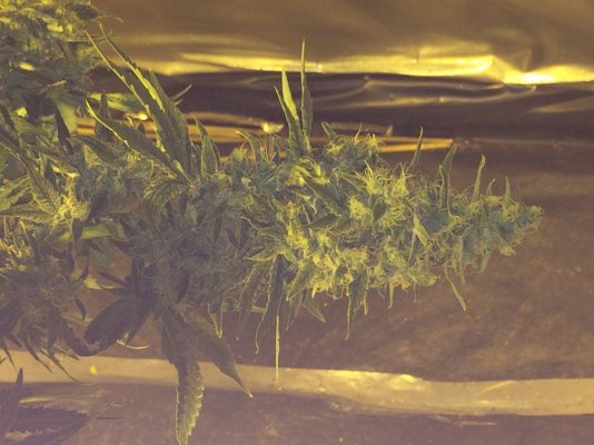 skywalker-og-67-days-8.jpeg