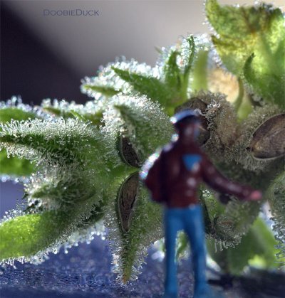 Doobies' Summer 2018 All Black Grow