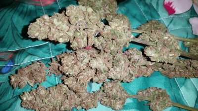 My Old In And Out Grow @@ Northern Climate Indoor 200 W Led
