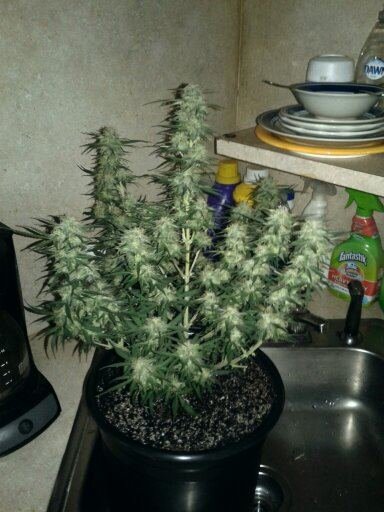 Bubblelicious And Dinamed Cbd Grow Diary