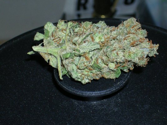 casey-jones---day-73-4.jpg