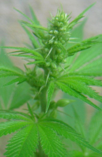 CIMG1085.jpg