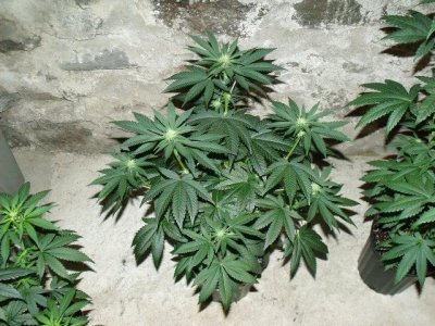 Pre-98 Bubba Kush(S1)Cali-Connect