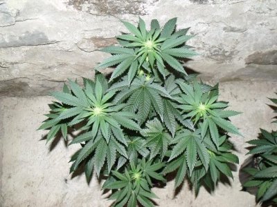 Pre-98 Bubba Kush(S1)Cali-Connect