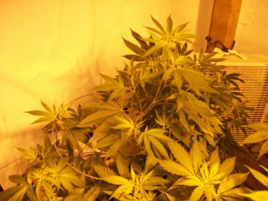 Doc Smiths Variety Indoor run