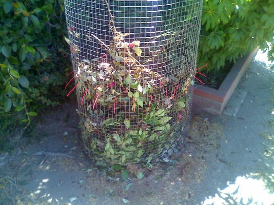Dulce builds a compost pile
