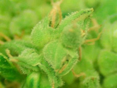 ogiesel macro just chopped shots