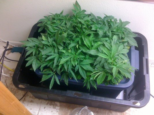 white bubba, alien kush f2, ogiesel, chem d, raskal og