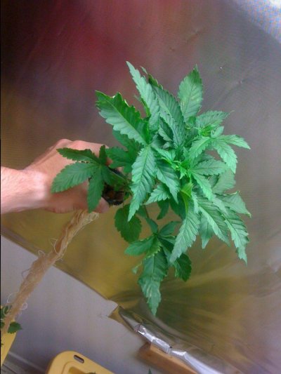 white bubba, alien kush f2, ogiesel, chem d, raskal og
