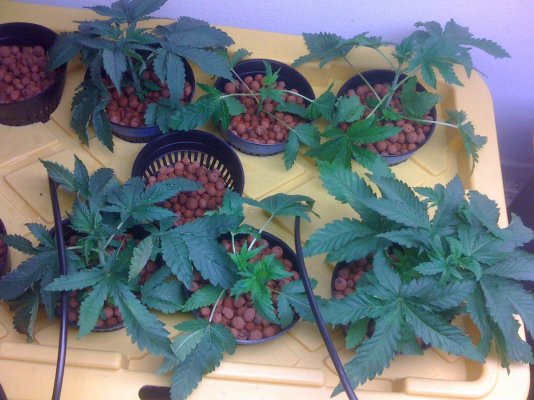 white bubba, alien kush f2, ogiesel, chem d, raskal og