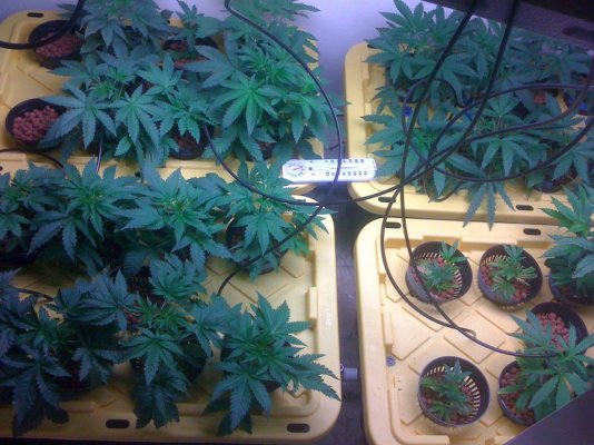 white bubba, alien kush f2, ogiesel, chem d, raskal og