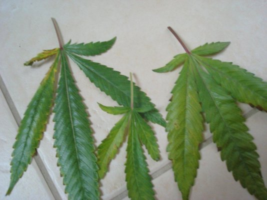 Some sort of Deficiency? Please help