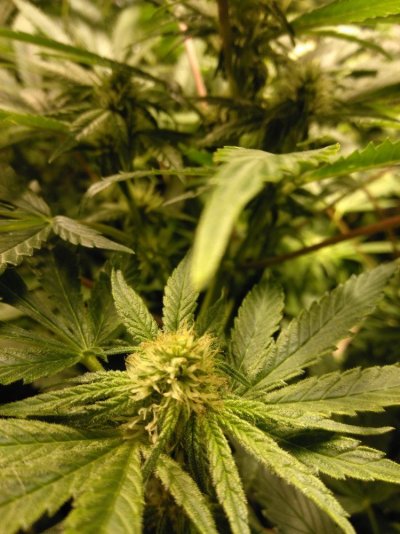 early-red-hairs-on-small-buds-2.jpg
