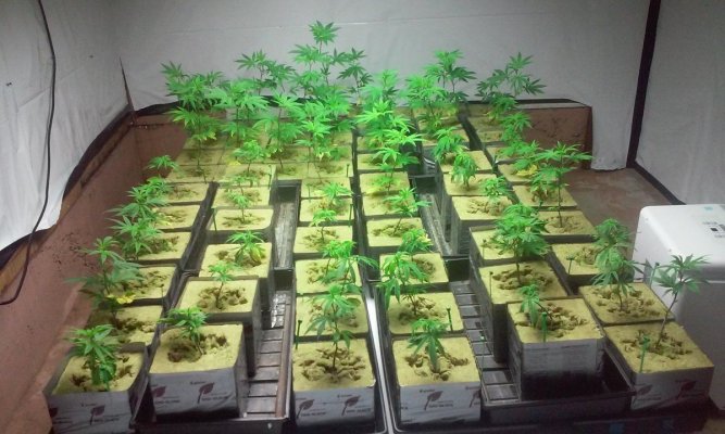 new-hydro-grower-hereneed-some-input-2.jpg
