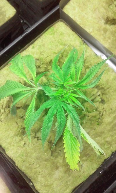 new-hydro-grower-hereneed-some-input-5.jpg