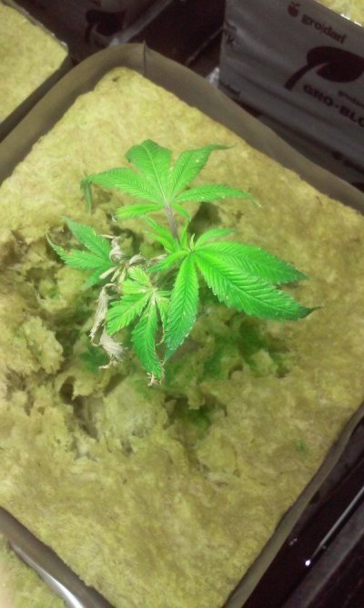 new-hydro-grower-hereneed-some-input-6.jpg
