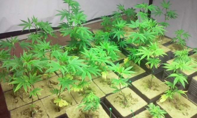 new-hydro-grower-hereneed-some-input-8.jpg