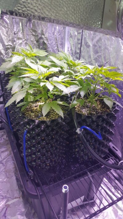 oaseed--oa-kush-freebies.jpg