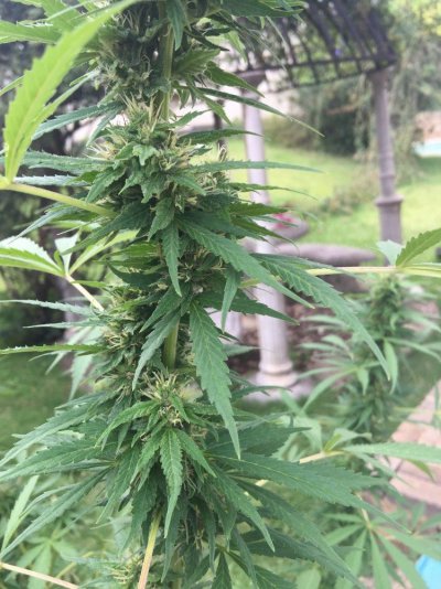 day-131--should-i--harvest-2.jpeg