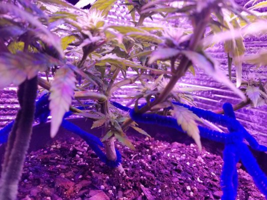 Zoe Flower Day 21 (1).jpg