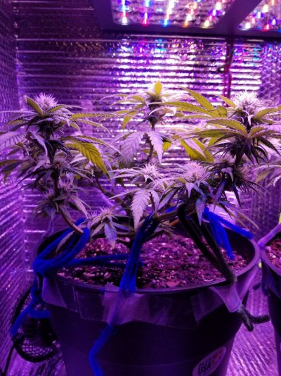 Zoe Flower Day 21.jpg