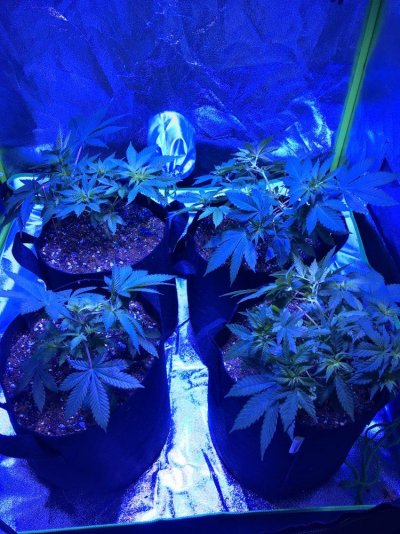 slow-growers-2.jpeg