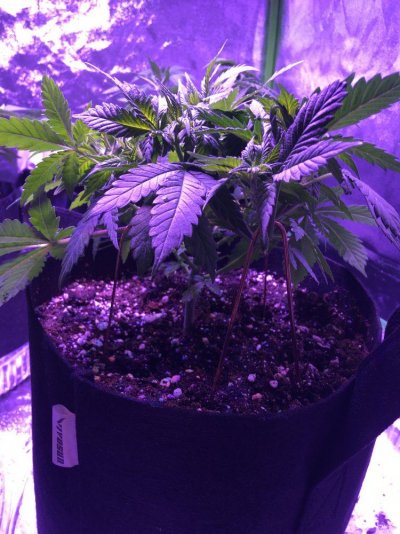 slow-growers-3.jpeg