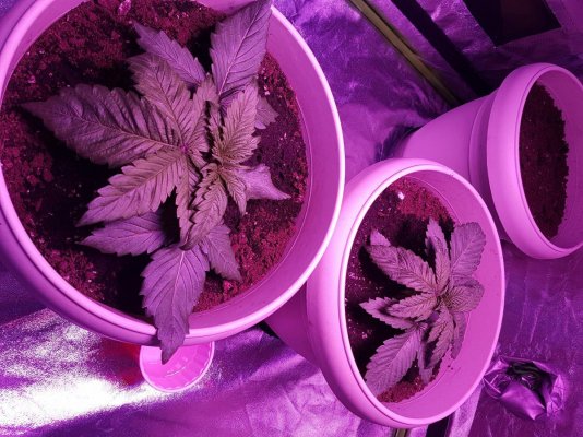 plants.jpg