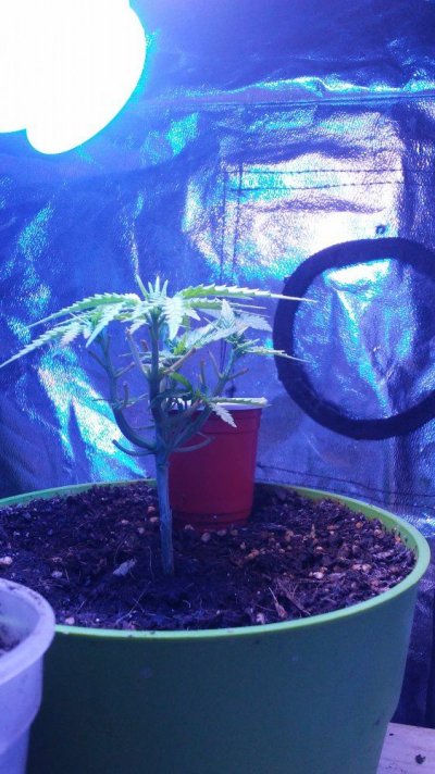 Weed Bulb Cfl Grow